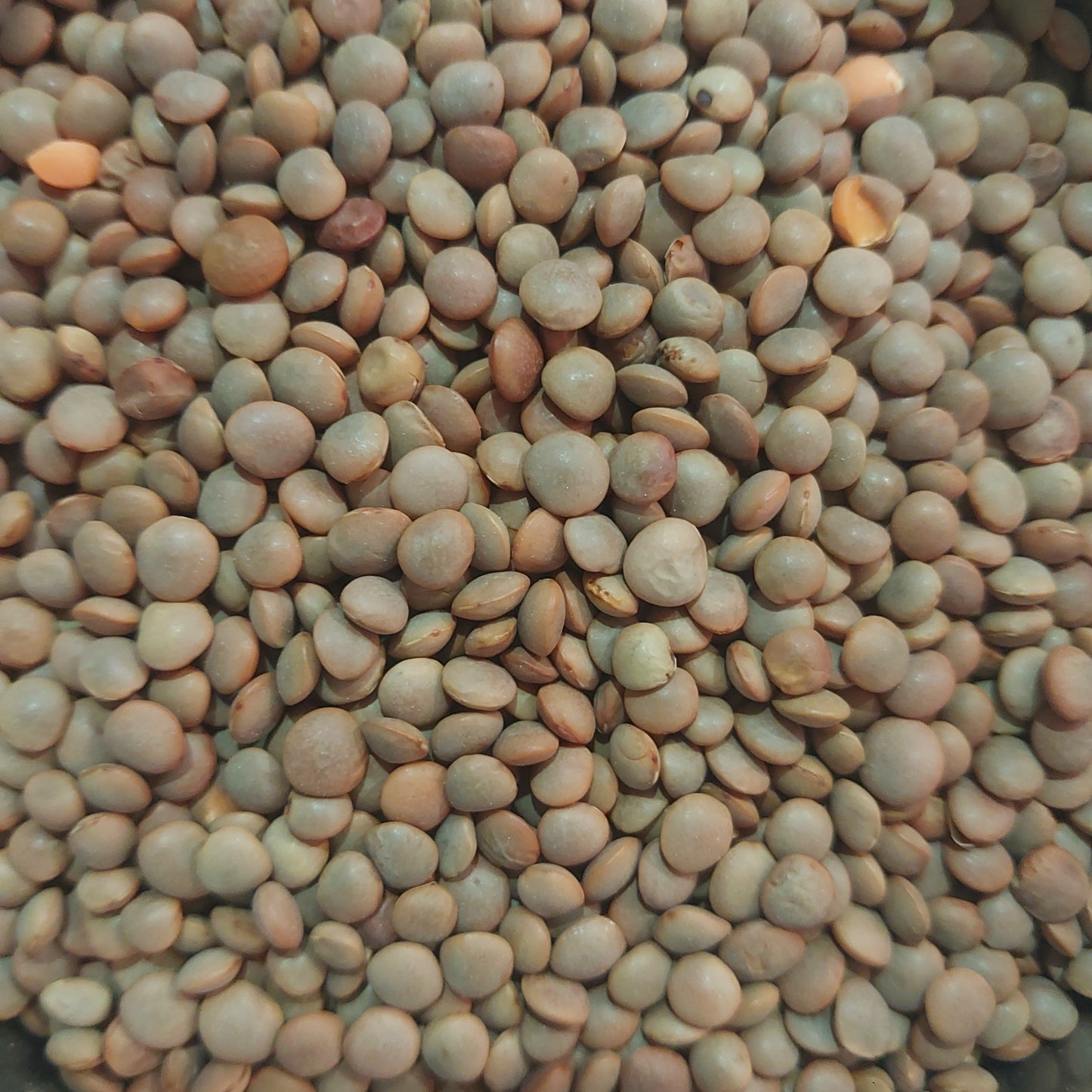 Masoor Gota ( गोटा )