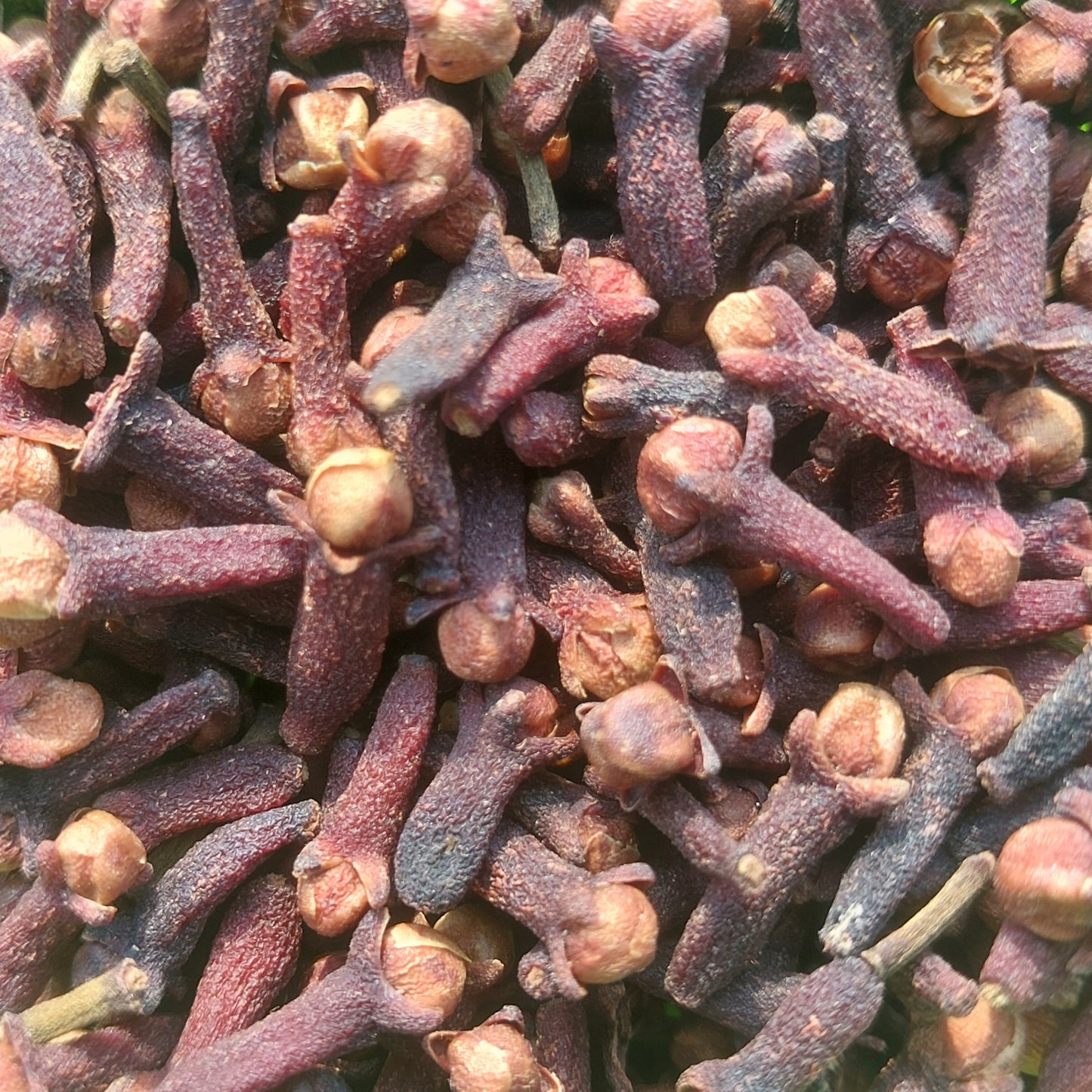 Garam Masala Gota Loose