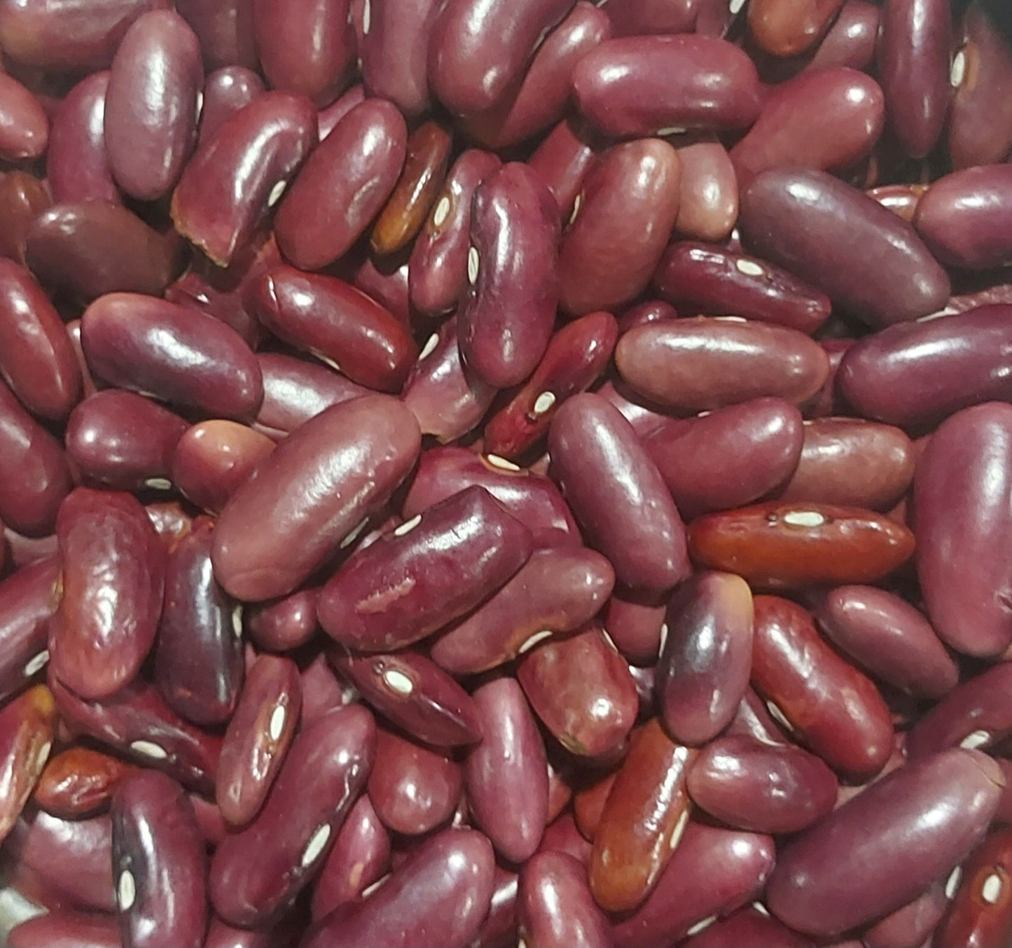 Rajma