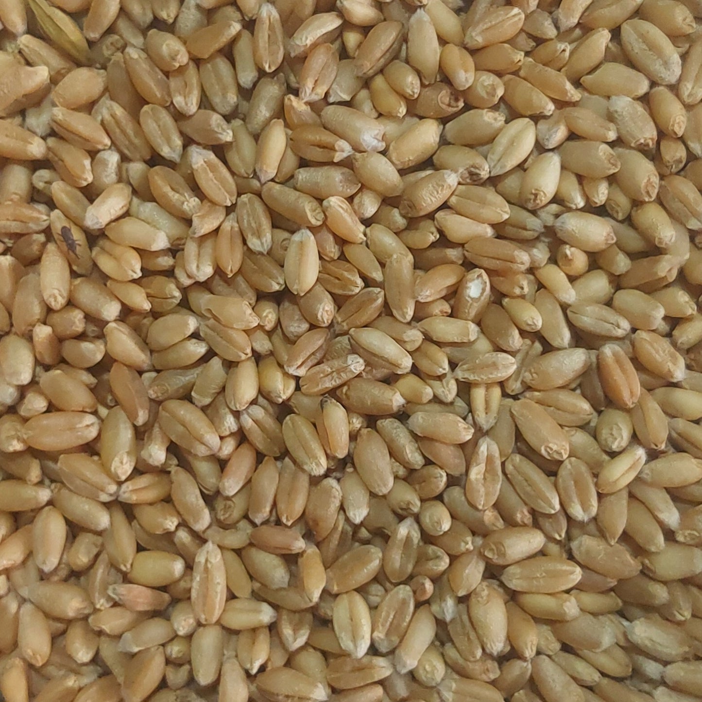 Wheat ( gehoon) - ₹ 35/kg